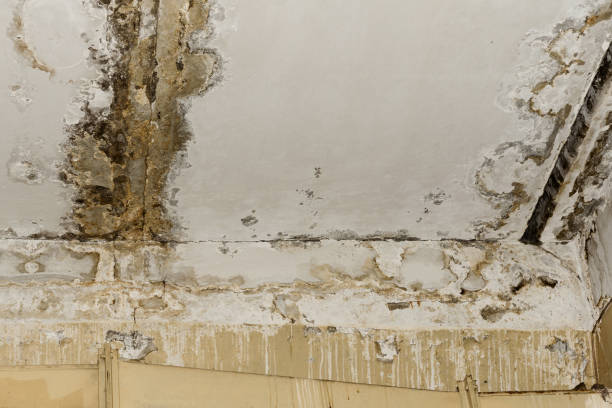 Best Carpet water damage restoration  in Shark River Hills, NJ